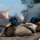 Hamburger Hafen Enten auf Kaimauer