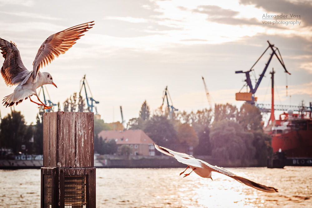 Hamburger Hafen - Landungsbrücken