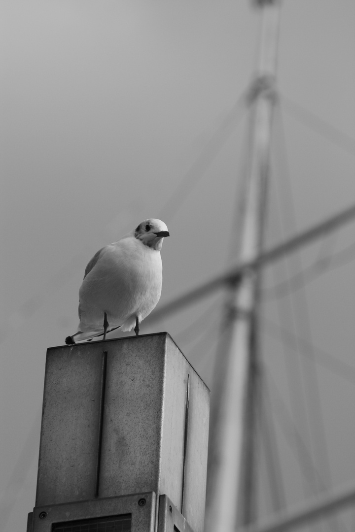 Hamburger Hafenvogel