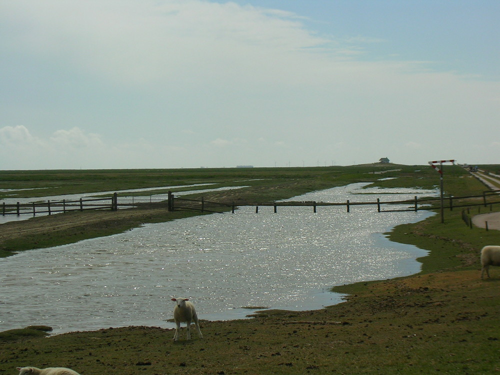 Hamburger Hallig 2