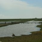 Hamburger Hallig 2