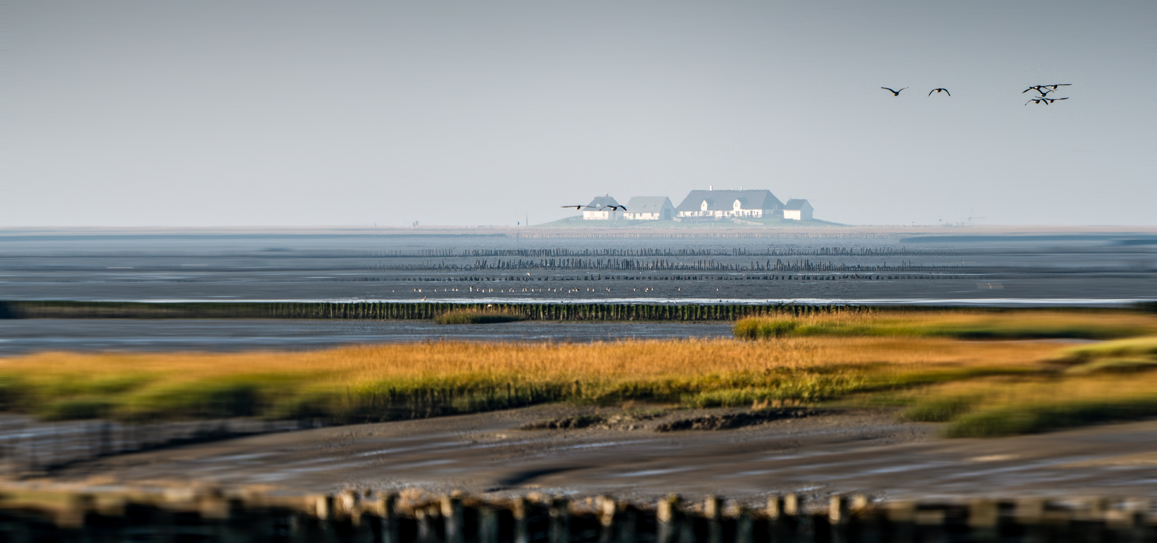 Hamburger Hallig