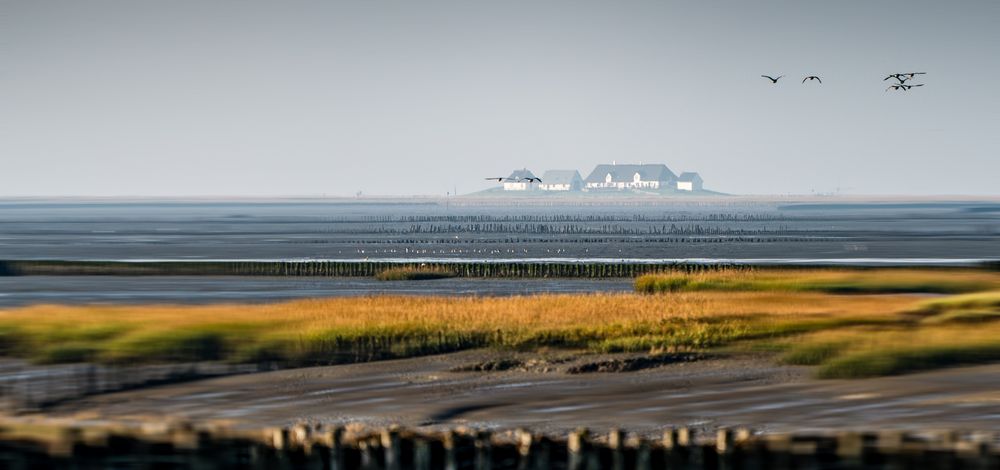 Hamburger Hallig