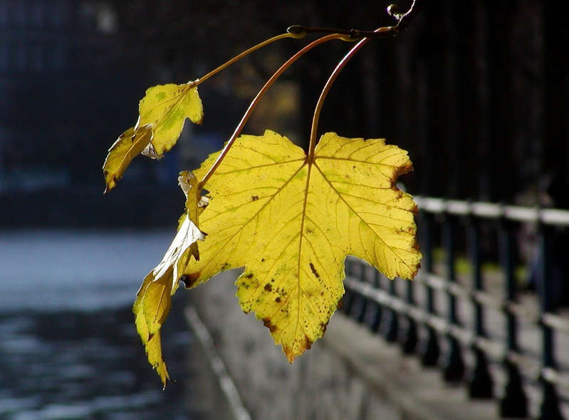 Hamburger Herbst als es noch Sonne gab