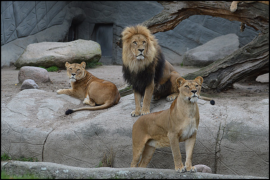 * Hamburger Lions Club *