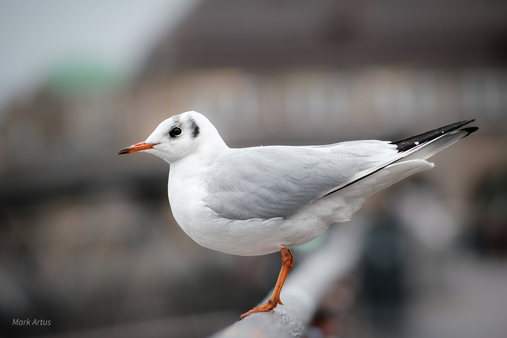 Hamburger Möwen im Regen