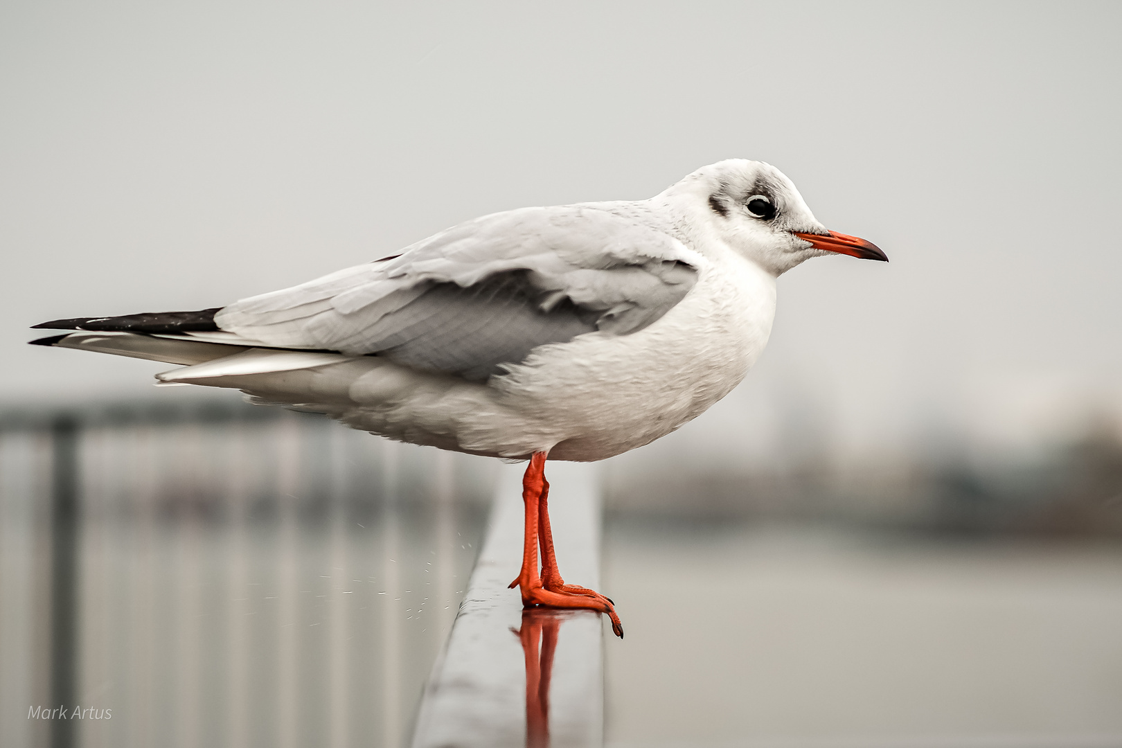 Hamburger Möwen im Regen