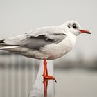 Hamburger Möwen im Regen