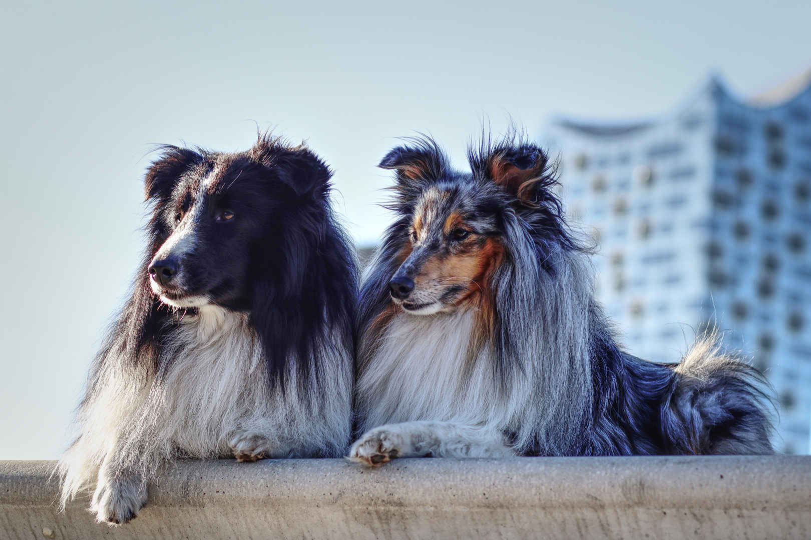 Hamburger Sheltie Jungs ....