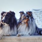 Hamburger Sheltie Jungs ....