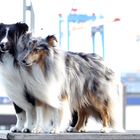 Hamburger Sheltie Jungs ....