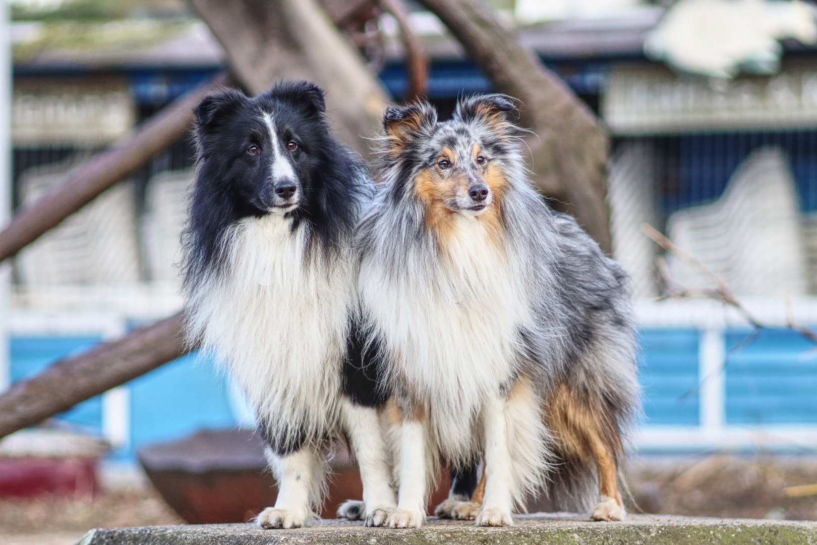 Hamburger Sheltie Jungs ....