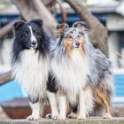 Hamburger Sheltie Jungs ....