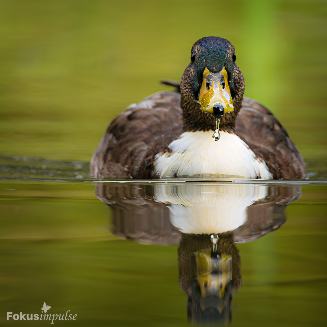 Hamburger Stockente (Hybrid)