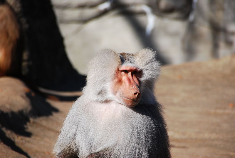 Hamburger Tierpark