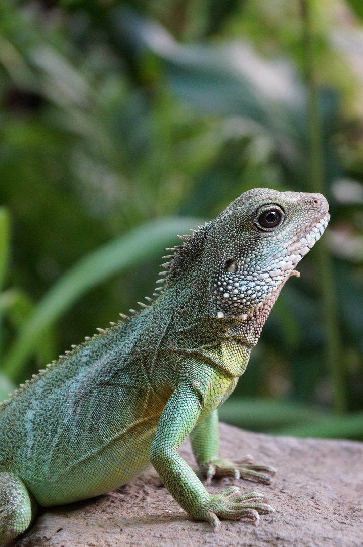 Hamburger Zoo Reptilienhaus