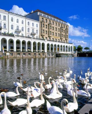 Hamburg's Alsterschwäne