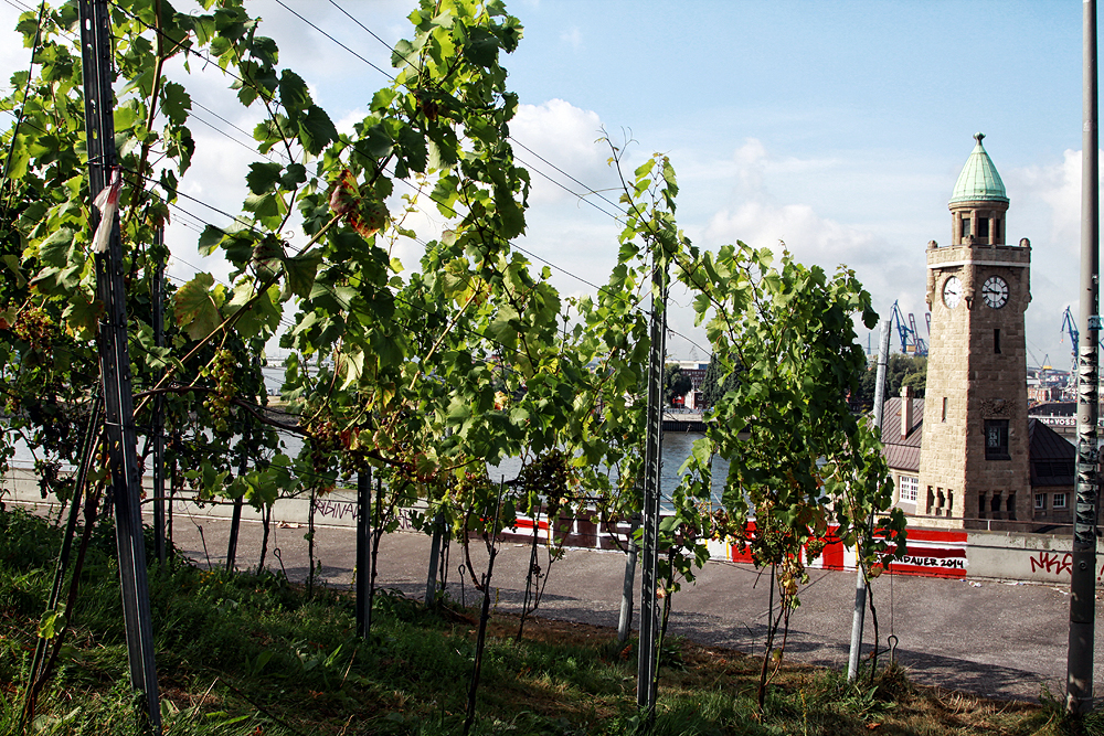 Hamburgs einziger Weinberg