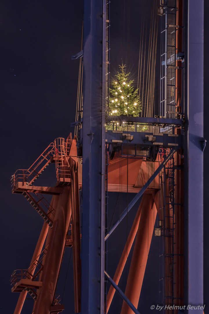 Hamburgs höchster Weihnachtsbaum