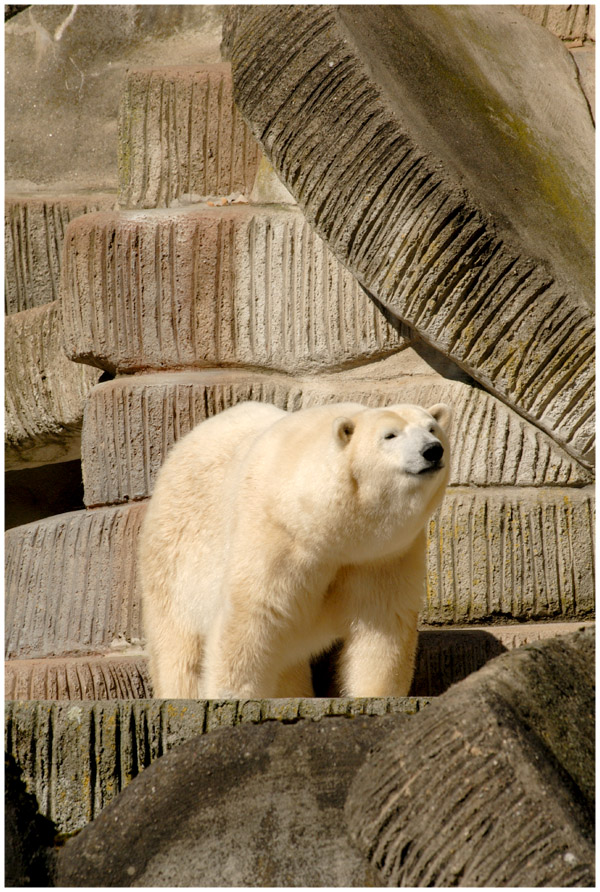 Hamburgs Knut