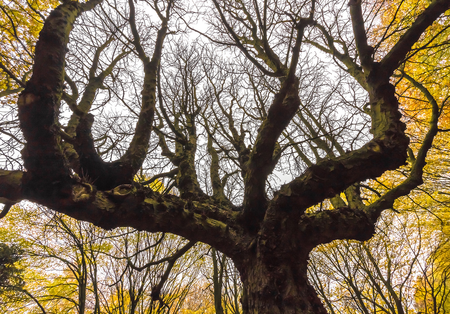 Hamburgs Whomping Willow