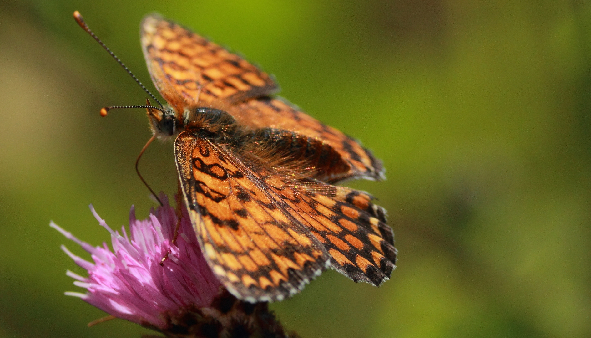 Hamearis lucina (Linnaeus, 1758)