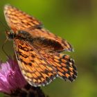 Hamearis lucina (Linnaeus, 1758)