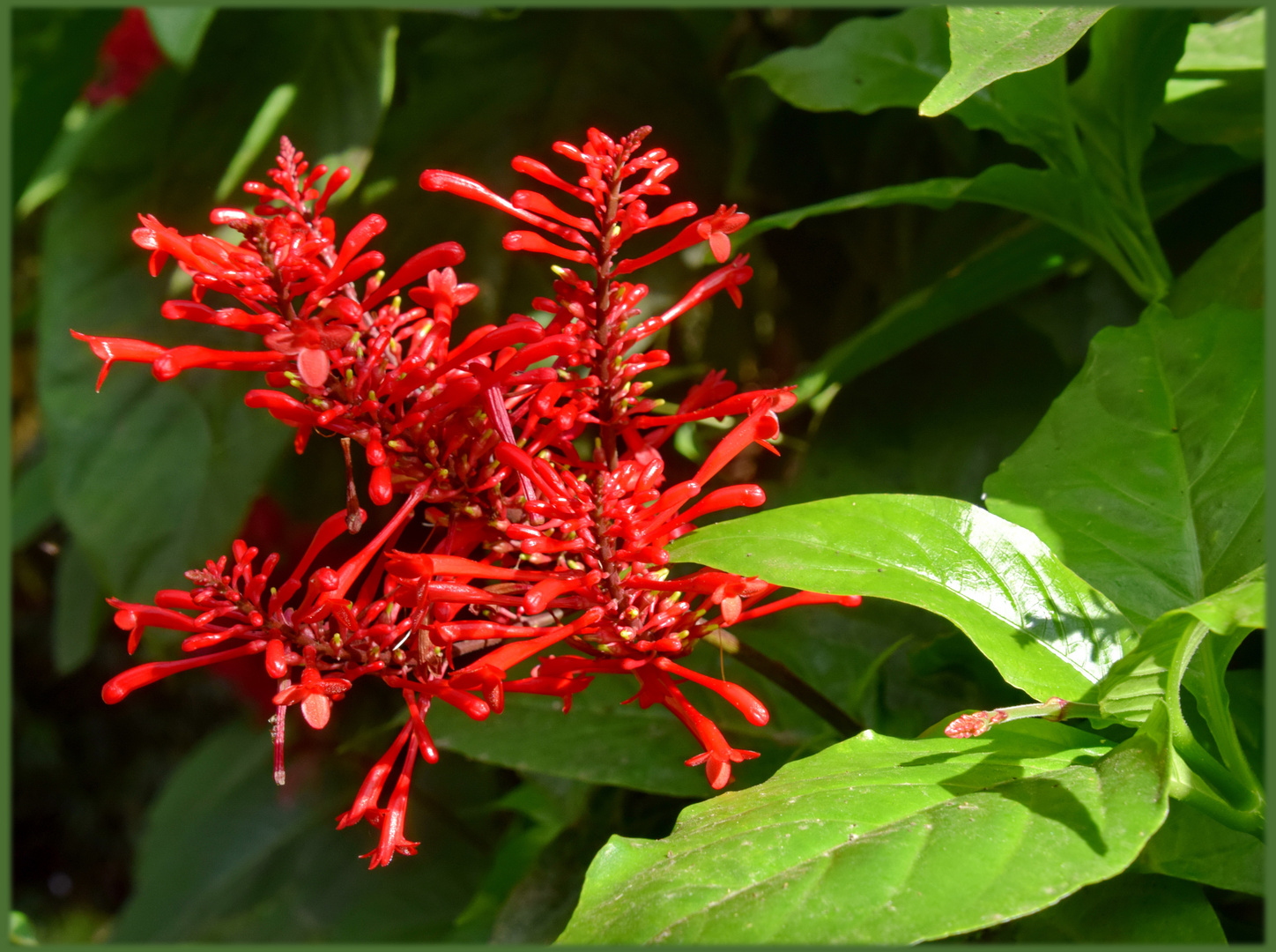 Hamelia - Hummingbird bush