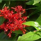 Hamelia - Hummingbird bush