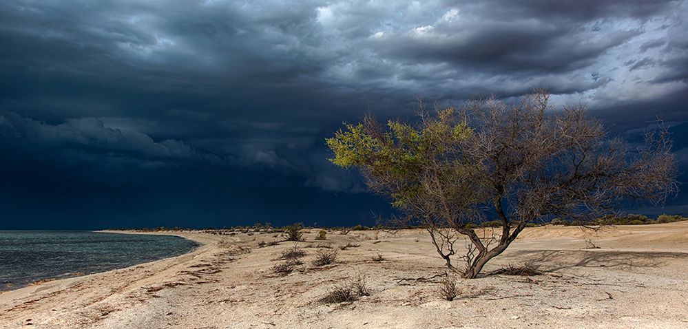 Hamelin Pool