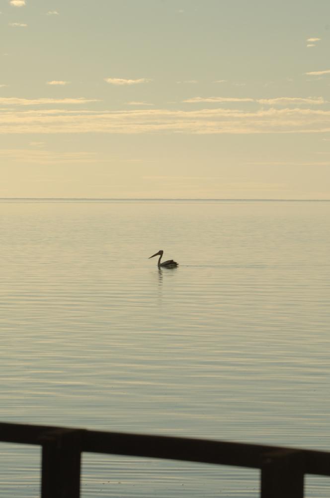 Hamelin Pool - Shark Bay