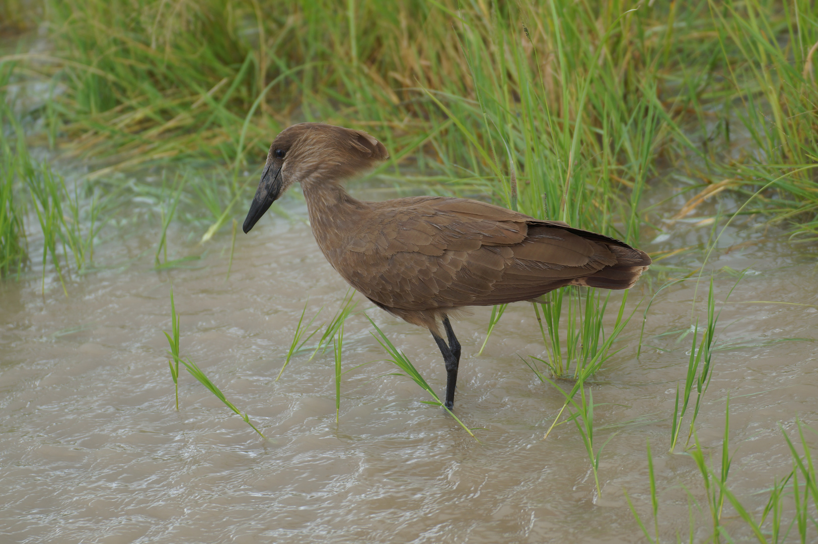 Hamerkop