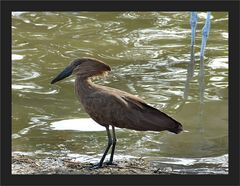 Hamerkop