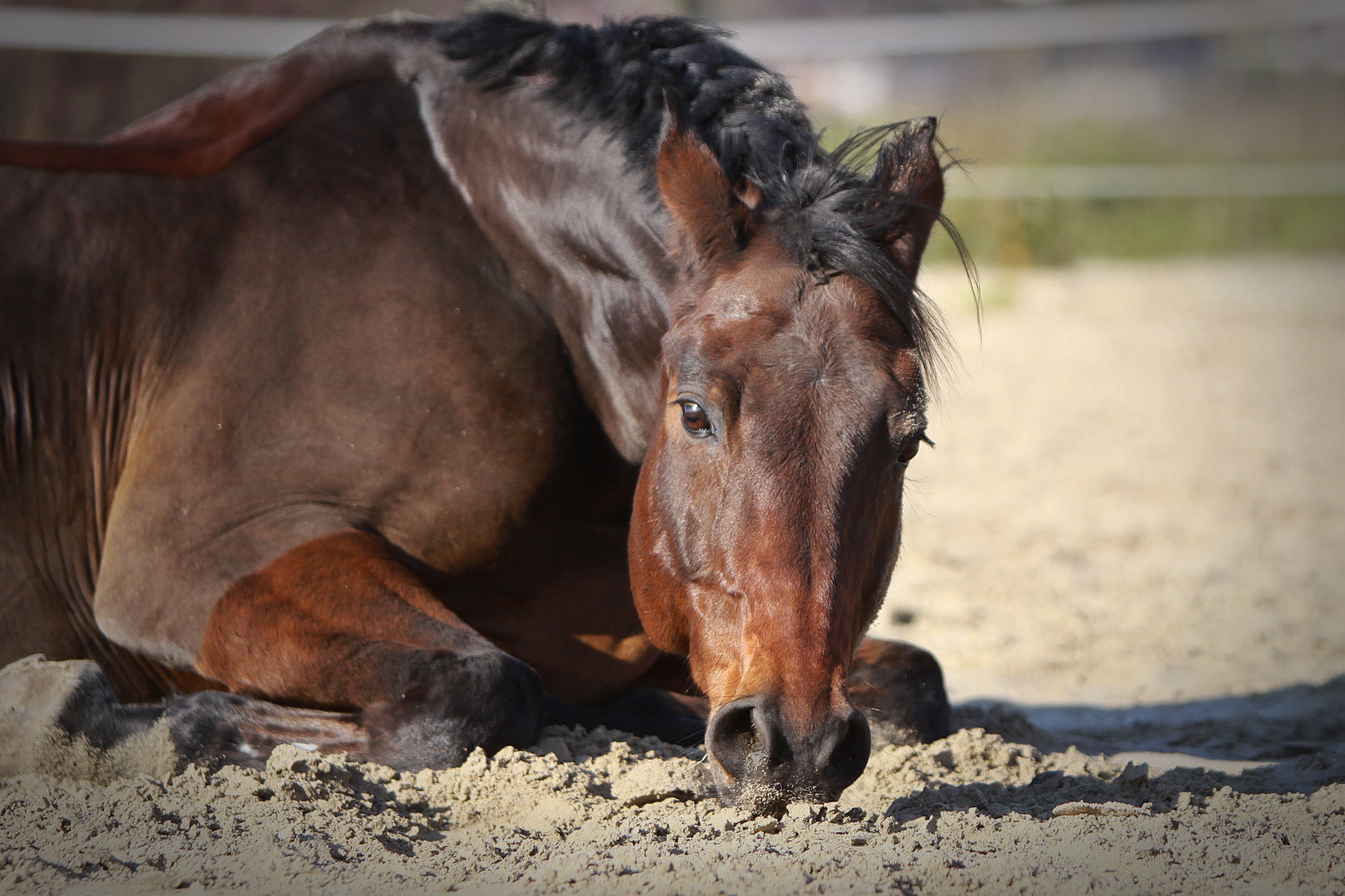 Hamero im Sandbad