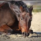 Hamero im Sandbad