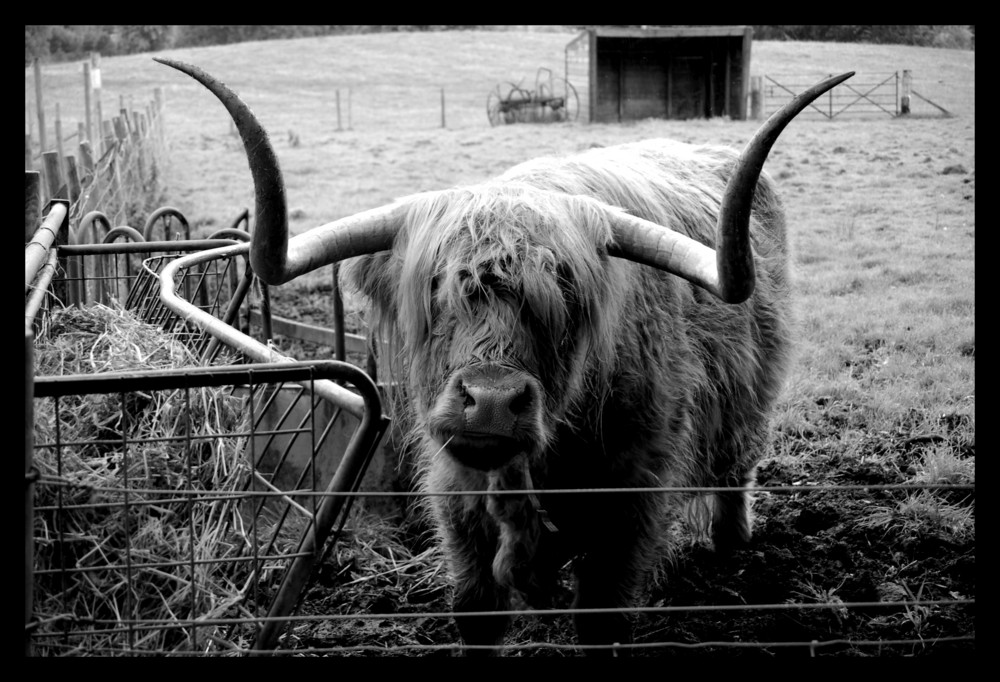 “Hamish” Highland Cow at Callendar in Scotland