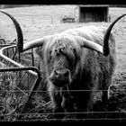 “Hamish” Highland Cow at Callendar in Scotland