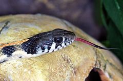 Hamlet (thamnophis ocellatus) beim Züngeln *g*