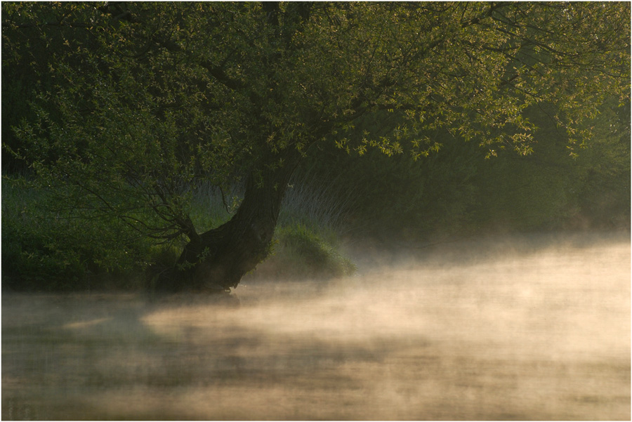 Hamme im Morgennebel