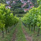 Hammelburg - Blick vom Weinberg