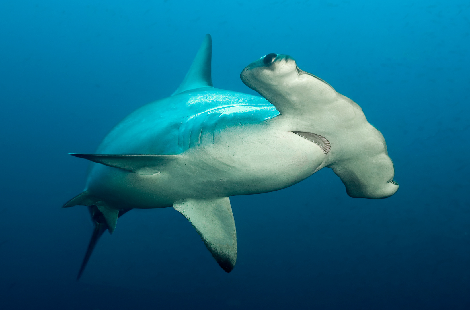 Hammerhai auf Cocos Island