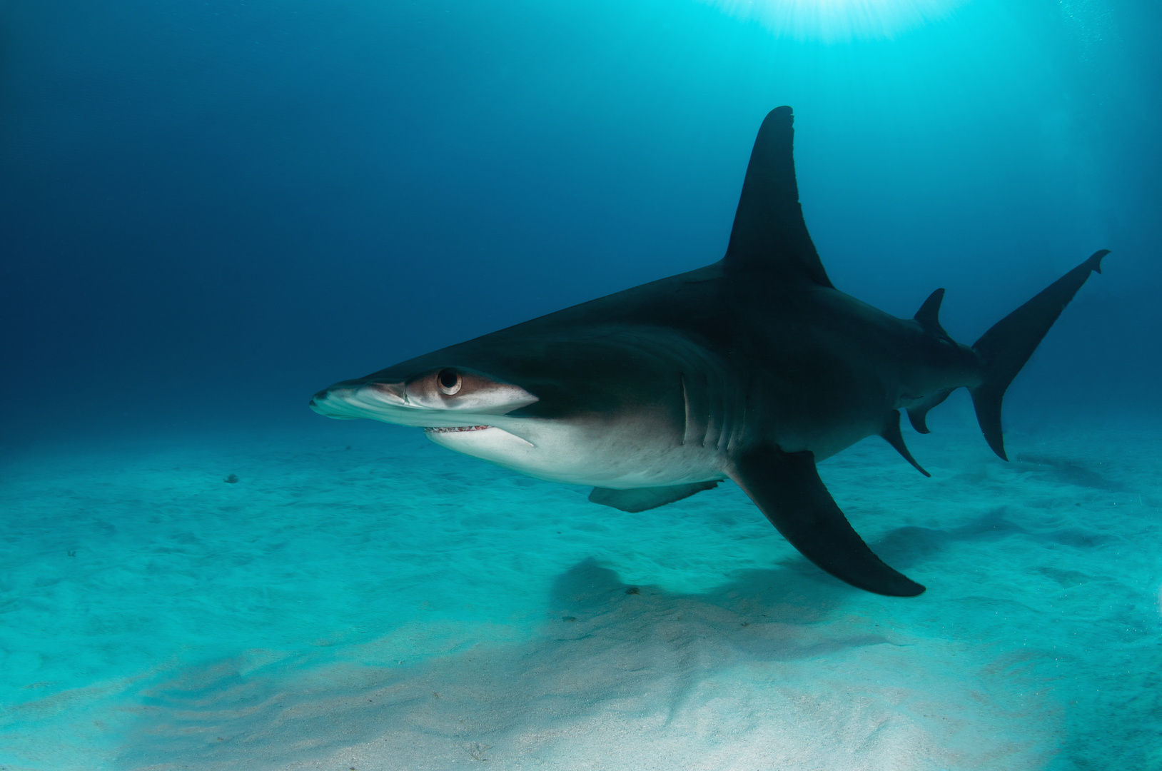 Hammerhai in Tigerbeach (Bahamas)