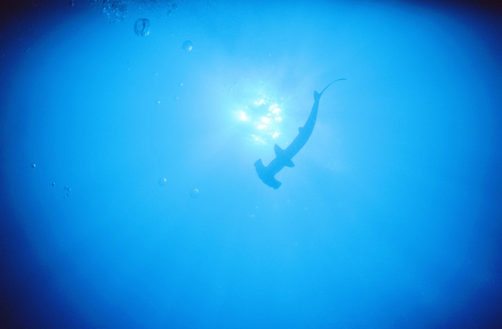 Hammerhai vor Sipadan (Borneo)