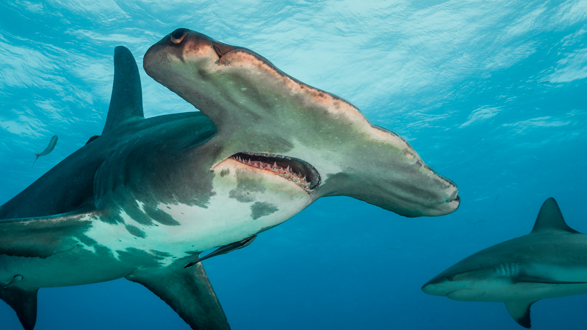 Hammerhai zieht seine Kreise über unseren Köpfen Foto & Bild ...