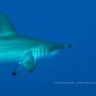 Hammerhead Portrait