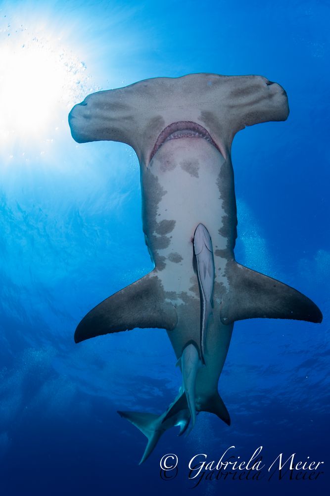 Hammerhead Shark called Patches