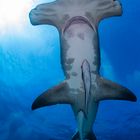Hammerhead Shark called Patches