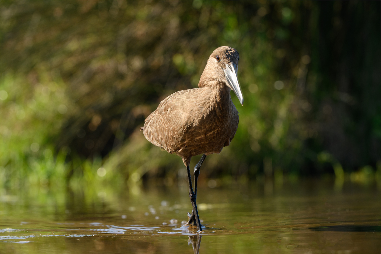 Hammerkop