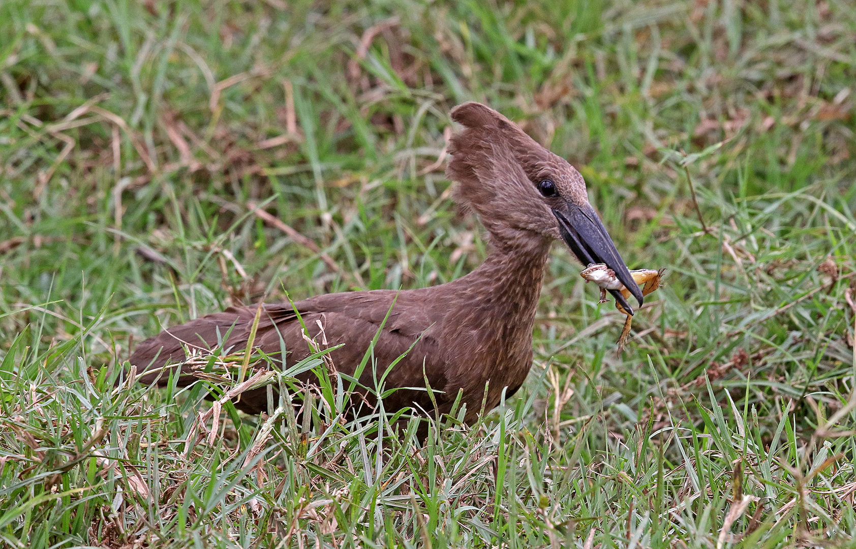 Hammerkop with frog