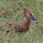 Hammerkop with frog